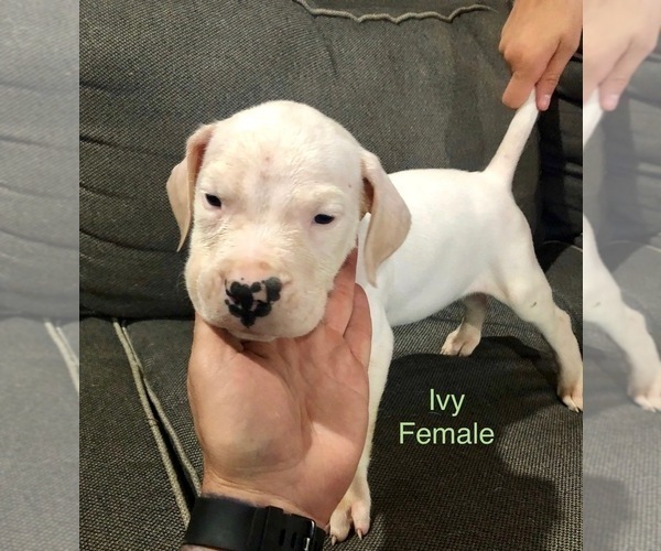 Medium Photo #19 Dogo Argentino Puppy For Sale in BEAUMONT, CA, USA