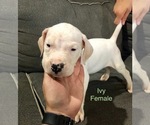 Small Photo #19 Dogo Argentino Puppy For Sale in BEAUMONT, CA, USA