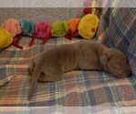 Small #10 Great Dane