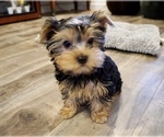 Small Photo #16 Yorkshire Terrier Puppy For Sale in LOS ANGELES, CA, USA