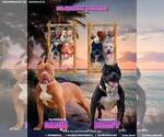 Small #1 American Bully
