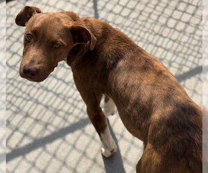 Mutt Dogs for adoption in Tulsa, OK, USA