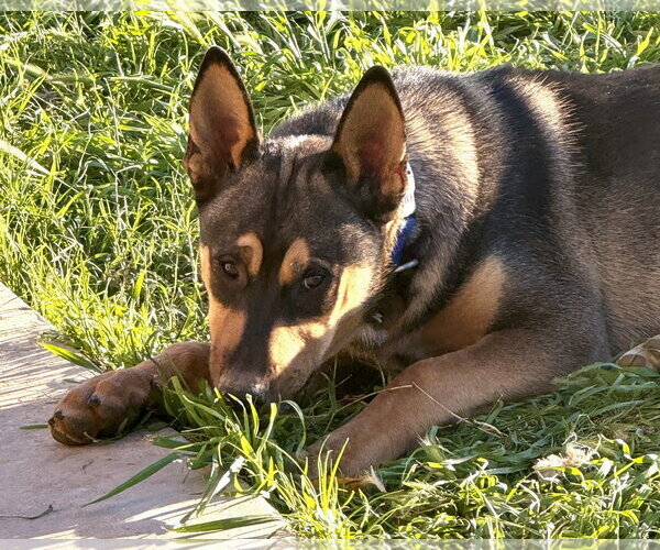Medium Photo #3 Gerberian Shepsky Puppy For Sale in Corona, CA, USA