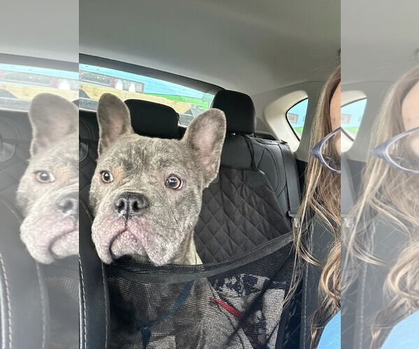 Medium Photo #1 French Bulldog Puppy For Sale in Indianapolis, IN, USA