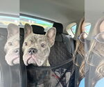 Small French Bulldog