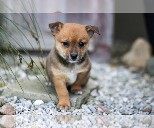 Medium Photo #1 Pomsky Puppy For Sale in GOSHEN, IN, USA