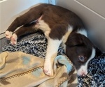 Small Photo #34 Border Collie Puppy For Sale in HARRISON, ID, USA