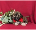 Small Photo #4 Havanese Puppy For Sale in BIRD IN HAND, PA, USA