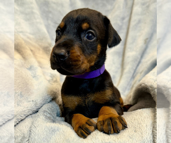 Medium Photo #9 Doberman Pinscher Puppy For Sale in LAKELAND, FL, USA