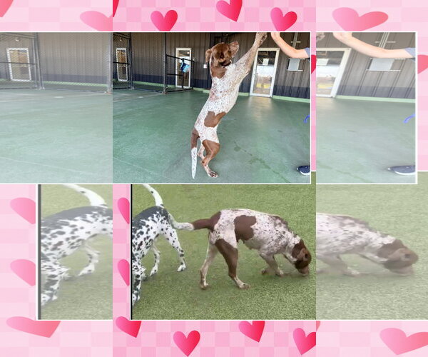 Medium Photo #4 Brittany-German Shorthaired Pointer Mix Puppy For Sale in Curwensville, PA, USA