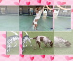Small #3 Brittany-German Shorthaired Pointer Mix