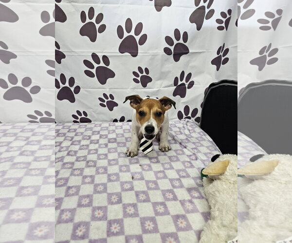 Medium Photo #1 Rat Terrier-Unknown Mix Puppy For Sale in Metairie, LA, USA