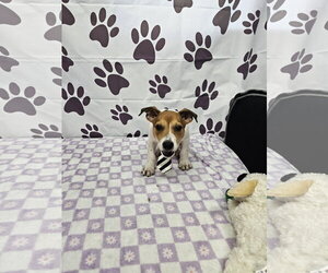 Rat Terrier-Unknown Mix Dogs for adoption in Metairie, LA, USA