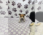 Small Rat Terrier Mix