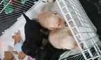 Small Photo #1 Golden Labrador Puppy For Sale in BRIGHTON, MI, USA