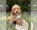 Small #4 Goldendoodle (Miniature)