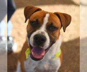 American Staffordshire Terrier-Unknown Mix Dogs for adoption in San Antonio, TX, USA