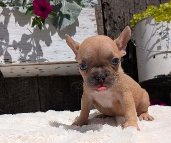 Medium Photo #44 French Bulldog Puppy For Sale in GOSHEN, IN, USA