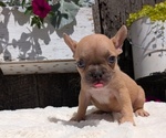 Small Photo #44 French Bulldog Puppy For Sale in GOSHEN, IN, USA