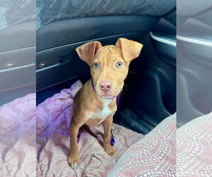 American Pit Bull Terrier-Unknown Mix Dogs for adoption in Germantown, OH, USA