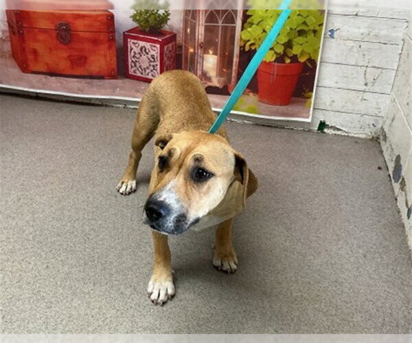 Medium Photo #1 Mutt Puppy For Sale in San Bernardino, CA, USA