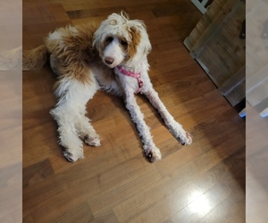 Goldendoodle (Miniature) Puppy for sale in MINE HILL, NJ, USA
