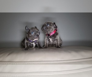 French Bulldog Puppy for sale in PORT READING, NJ, USA