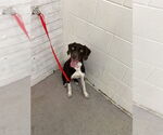 Small Pointer