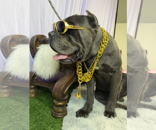 Medium Photo #2 Mutt Puppy For Sale in Goodyear, AZ, USA