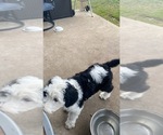 Small Photo #7 Sheepadoodle Puppy For Sale in CONROE, TX, USA