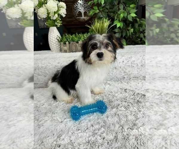 Medium Photo #5 YorkiePoo Puppy For Sale in GREENFIELD, IN, USA