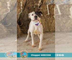 Bullboxer Pit Dogs for adoption in Mobile, AL, USA