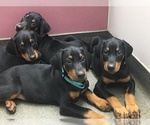 Small Photo #8 Doberman Pinscher Puppy For Sale in MIDWEST CITY, OK, USA