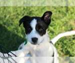 Small #2 American Staffordshire Terrier-Border Collie Mix