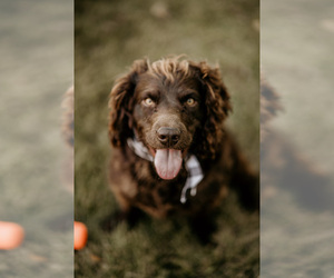 Father of the Boykin Spaniel puppies born on 02/19/2022