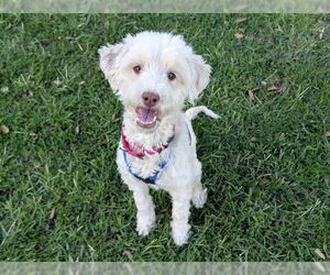 Poodle (Miniature)-Unknown Mix Dogs for adoption in San Clemente, CA, USA