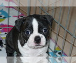 Small Photo #5 Boston Terrier Puppy For Sale in ORO VALLEY, AZ, USA