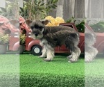 Small #2 Schnauzer (Miniature)