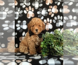 Poodle (Miniature) Puppy for sale in LANCASTER, PA, USA