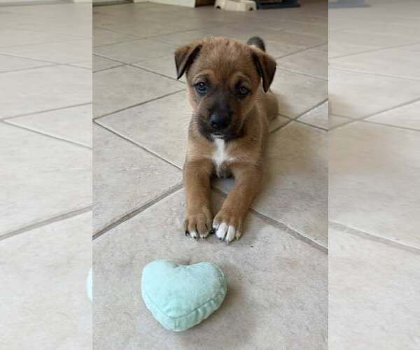 Medium Photo #2 Mutt Puppy For Sale in Cave Creek, AZ, USA