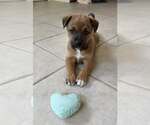 Small #1 Mutt