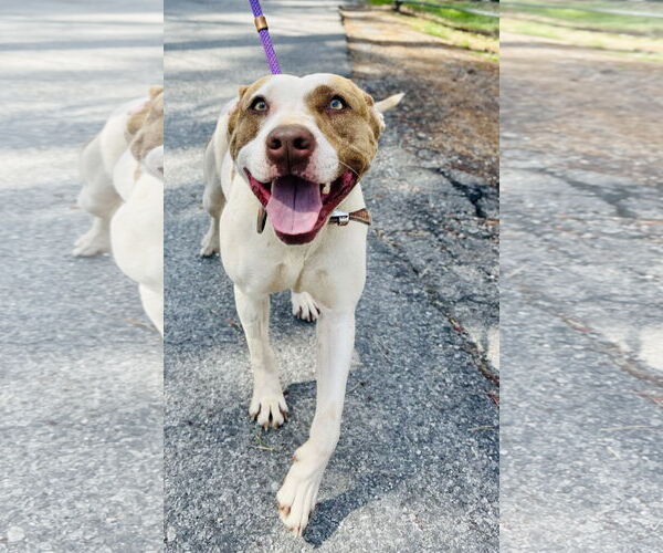 Medium Photo #3 Mutt Puppy For Sale in Clarkesville, GA, USA