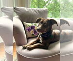 Small #8 Dachshund Mix