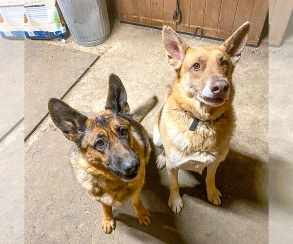 Medium Photo #7 German Shepherd Dog Puppy For Sale in Millburn, NJ, USA
