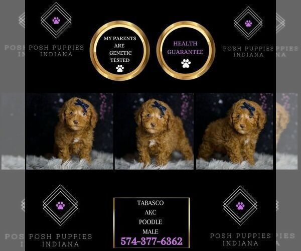 Medium Photo #7 Poodle (Toy) Puppy For Sale in WARSAW, IN, USA