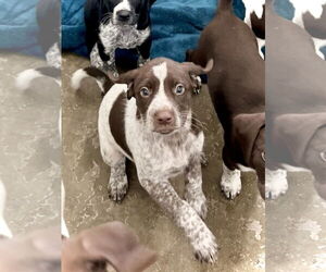 German Shorthaired Pointer-Unknown Mix Dogs for adoption in Estherville, IA, USA