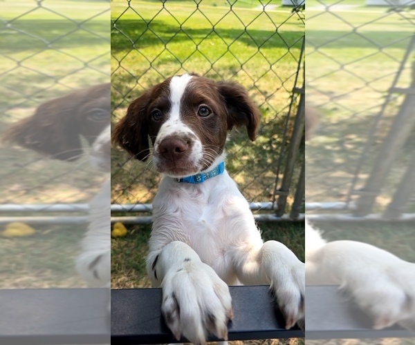 Medium Photo #4 Brittany Puppy For Sale in MOHAWK, NY, USA
