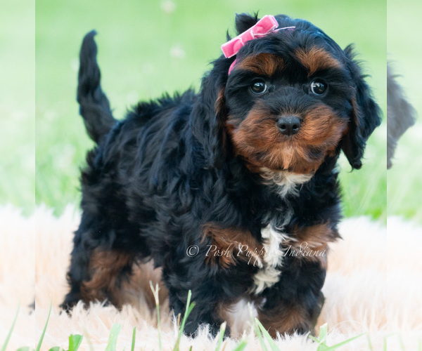 Medium Photo #3 Cavapoo (Miniature) Puppy For Sale in WARSAW, IN, USA