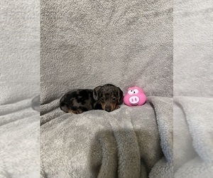 Dachshund Puppy for sale in CONVOY, OH, USA