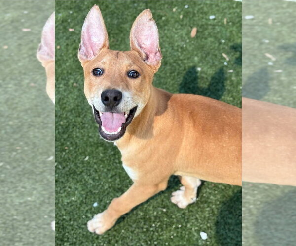 Medium Photo #1 Mutt Puppy For Sale in Woodbury, NY, USA